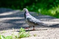 Grey Pidgeon/ Pidgin sat on a street Royalty Free Stock Photo