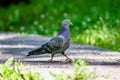 Grey Pidgeon/ Pidgin sat on a street Royalty Free Stock Photo