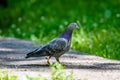 Grey Pidgeon/ Pidgin sat on a street Royalty Free Stock Photo