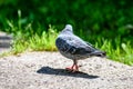 Grey Pidgeon/ Pidgin sat on a street Royalty Free Stock Photo