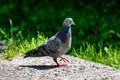 Grey Pidgeon/ Pidgin sat on a street Royalty Free Stock Photo