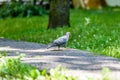 Grey Pidgeon/ Pidgin sat on a street Royalty Free Stock Photo