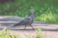 Grey Pidgeon/ Pidgin sat on a street - vintage look Royalty Free Stock Photo