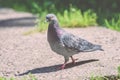 Grey Pidgeon/ Pidgin sat on a street - vintage look Royalty Free Stock Photo