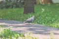 Grey Pidgeon/ Pidgin sat on a street - vintage look Royalty Free Stock Photo