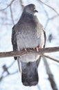 A pidgeon sitting on a branch Royalty Free Stock Photo