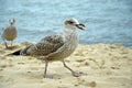 Hungry sea gulls on the beach by the Baltic Sea