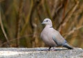 A grey pigeon