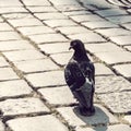 Grey pigeon bird on urban brick Royalty Free Stock Photo