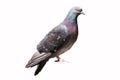 Grey pigeon dove bird isolated on a white background Royalty Free Stock Photo