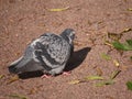 A grey pigeon on the earth