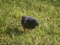 A dark grey pigeon in the grass