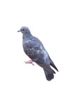 Grey pigeon with green and white striped isolated on white background , clipping path Royalty Free Stock Photo