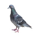 Grey pigeon isolated on white