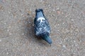 Grey pigeon pecks crumbs on the pavement