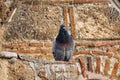 Grey Pigeon Perched on Byzantine Stonework, Athens, Greece