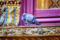 A grey pigeon perched on a red and gold ornate window ledge, against a gold and blue ornate wall