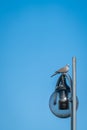 Grey pigeon sitting on a lamp