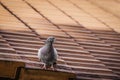 Grey pigeon sitting on a red roof edge, in shadow. Columba livia domestica