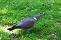 Grey Pigeon Standing on Green Grass