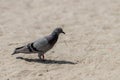 Grey pigeon walking on sandy ground under bright daylight with sharp shadow Royalty Free Stock Photo