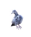 Grey pigeon with white striped isolated on white background , clipping path Royalty Free Stock Photo