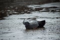 Grey pigeons are bathing in rainfall