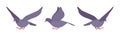 Grey pigeons, doves set, domestic or street bird in flight