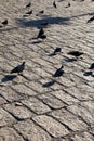 Grey pigeons live in large groups in urban environment