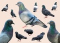 Grey pigeons set doves in different poses group curious urban