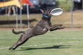 Grey pitbull catching a white disc at the park