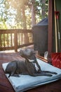 Grey pitbull enjoying a sunlit day, lounging on a soft mattress on a wooden outdoor deck.