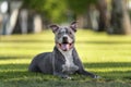 Grey pitbull lying in the grass
