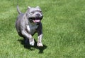 Grey pitbull running in the grass