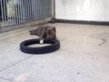 A grey Pitbull in the street