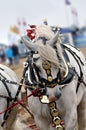 Grey plough horse Royalty Free Stock Photo