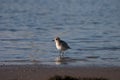 Grey Plover