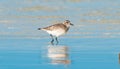 Grey plover, Pluvialis squatarola, in the shore of qatar. selective focus Royalty Free Stock Photo