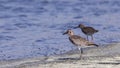 Grey Plover on Shore