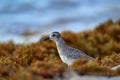 Grey plover, Pluvialis squatarola, water sea bird in Playa del Carmen, Yucatna in Mexico. Plover hiden