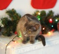 Grey plush cat in a New Year`s interior to the fireplace with fir branches. Christmas socks on the wall