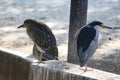 A grey and pond heron are on  block staring away. These two pond avians have incredibly strong wings and beak for fishing Royalty Free Stock Photo