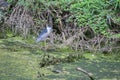 A grey pond heron is on  twigs of a dirty pond staring away. These avians have incredibly strong wings and beak for fishing Royalty Free Stock Photo