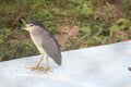 A grey pond heron is on twigs of a dirty pond staring away. These avians have incredibly strong wings and beak for fishing