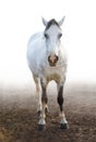 Grey pony Royalty Free Stock Photo