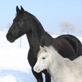 Grey pony with black friesian horse