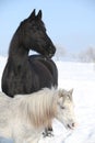 Grey pony with black friesian horse