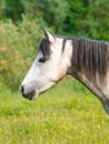 Grey Pony Headshot Royalty Free Stock Photo