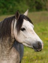 Grey Pony Headshot Royalty Free Stock Photo