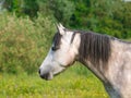 Grey Pony Headshot Royalty Free Stock Photo